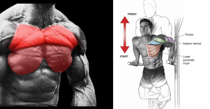 Guide des dips sur barres parallèles – Technique appropriée, muscles sollicités et erreurs courantes