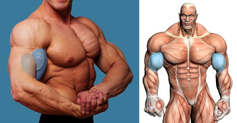 Ajoutez du volume à vos biceps avec des curls biceps en 21 répétitions