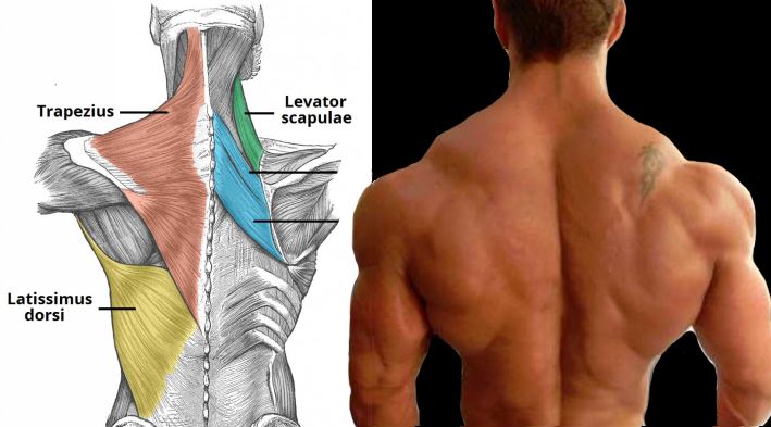 5 Exercices Incontournables pour Développer un Dos Musclé